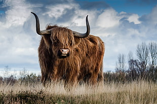 brown ox on white grass field