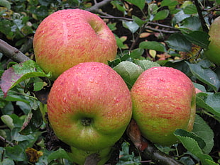 three red and green apples on tree, bramley