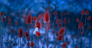 red dandelion, Mevludin Sejmenovic, blue, red, plants