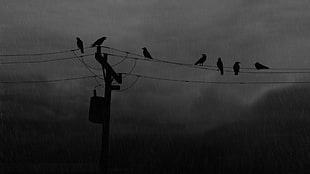seven black crows, birds, raven, power lines, utility pole HD wallpaper