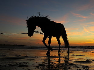 silhouette horse, horse, sunset, water, animals