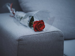 red rose lying on gray armchair