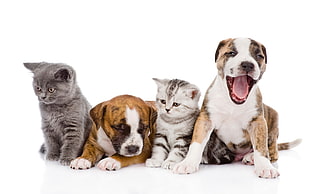 Russian blue cat, silver tabby cat, and two brown American pit bull terrier puppies, white background, animals, dog, cat