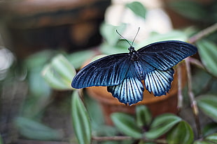 blue swallowtail butterfly HD wallpaper