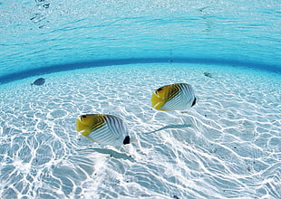 two white and yellow fishes