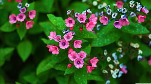selective focus photography of pink and white flowers