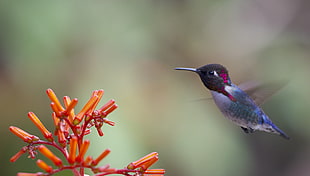 blue and black Hummingbird beside red flower, bee hummingbird