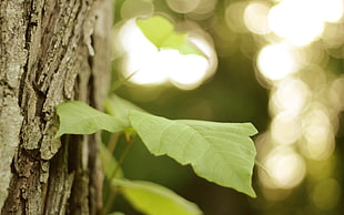 selective focus photography of green leaf on tree barks