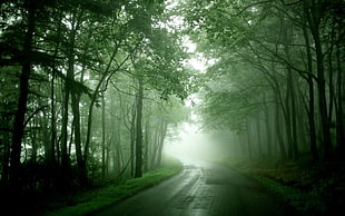 road between green leafed trees, forest, green, nature, road