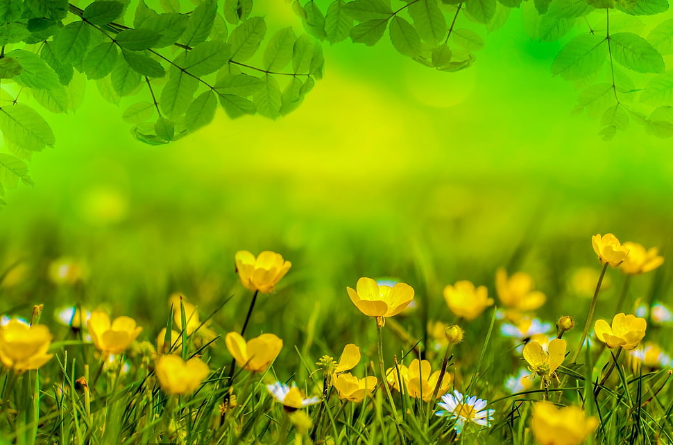 yellow flower field HD wallpaper