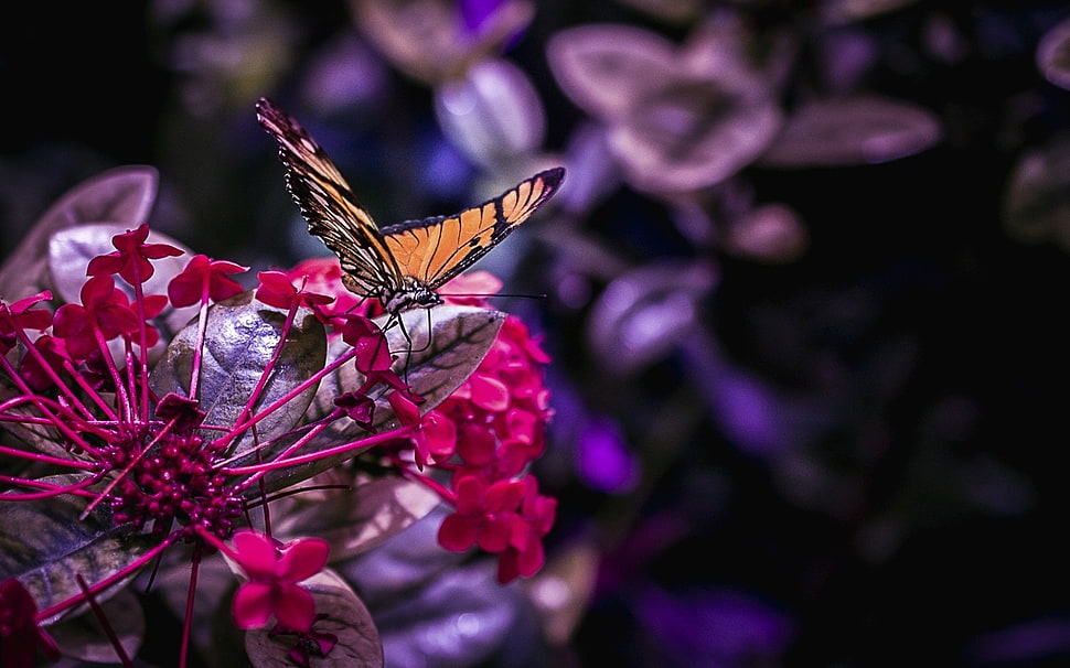 pink and purple petaled flower, flowers, nature, butterfly HD wallpaper