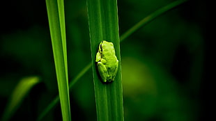 green and yellow bird cage, frog, amphibian, leaves HD wallpaper