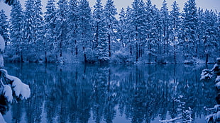 green pine trees, nature, winter, trees, water