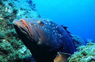 gray and black fish, brazilian grouper, fish, underwater