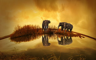 black and brown wooden table decor, Thailand, animals, elephant HD wallpaper