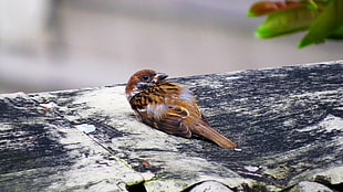 brown sparrow