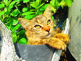 orange tabby cat, cat HD wallpaper