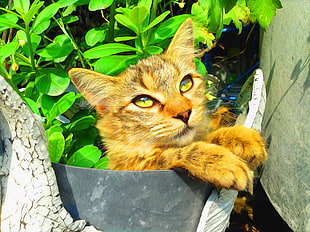 orange tabby cat, cat HD wallpaper