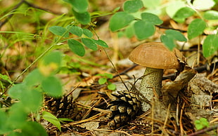 brown mushroom, macro, nature, mushroom HD wallpaper