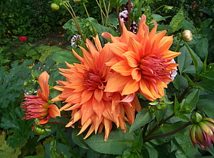 orange Dahlia flower in bloom during daytime