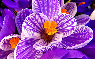 macro photo of purple crocus flower HD wallpaper