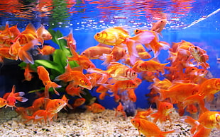 school of orange fish, nature HD wallpaper