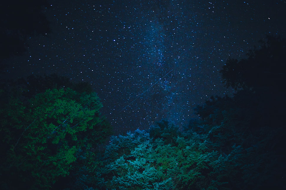 green trees, Starry sky, Stars, Night HD wallpaper