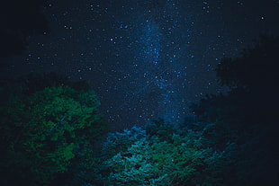 green trees, Starry sky, Stars, Night