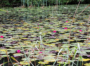 pink Water Lily plants HD wallpaper