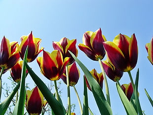 low angle view photography of red-and-yellow petaled flowers