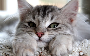close up photo of silver tabby kitten HD wallpaper