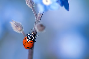 ladybug beetle on brown stem closeup photography, ladybird