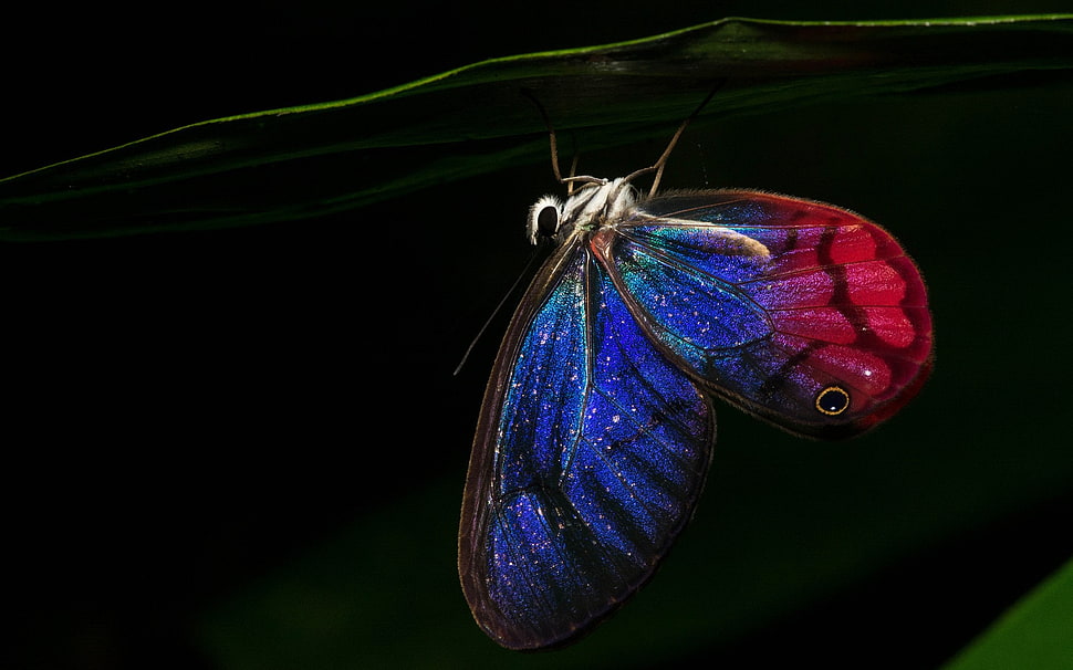blue and red swallowtail, lepidoptera, insect, macro HD wallpaper
