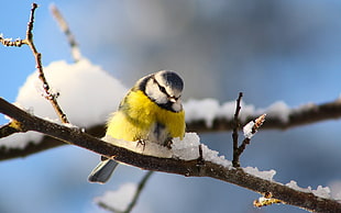 yellow and white bird on tree branch