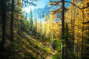 blue hiking backpack, nature, trees, landscape, hiking HD wallpaper
