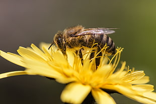 selective focus of Honeybee on yellow petaled flower HD wallpaper