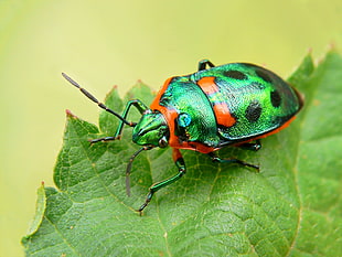 green and orange beetle on leaf focus photography