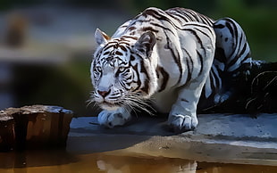 black and white albino tiger, tiger, white tigers, animals, artwork HD wallpaper