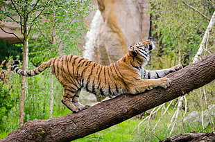 Tiger on top of wood log during daytime