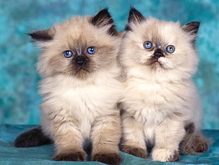 two Siamese long coated cats