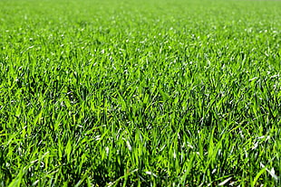 green grass field photography