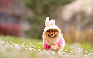 adult tan pomeranian wearing pink and white costume selective focus photography