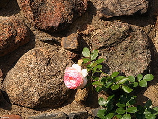 pink rose near brown rocks HD wallpaper