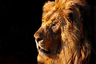 brown lion in close up photography with black background