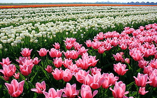 pink and white Tulips flowers field at daytime