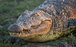 brown crocodile, nature, animals, wildlife, crocodiles HD wallpaper