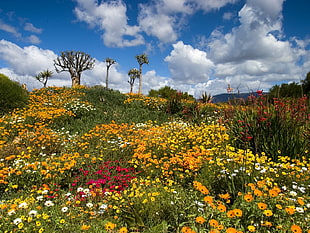 yellow, orange, and red petaled flower field at daytime