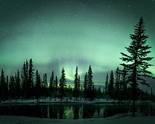 green trees during aurora borealis