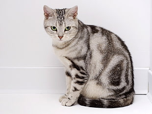 photograph of white and black cat
