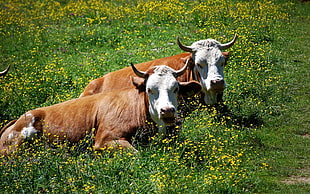 two white-and-brown cows above green grasses